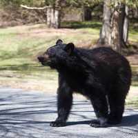 <p>Black bears and awake and ready to eat.</p>