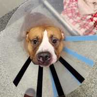 Animal Cruelty Probe Launched After Puppy Hurt By Projectile In Prince William, Police Say