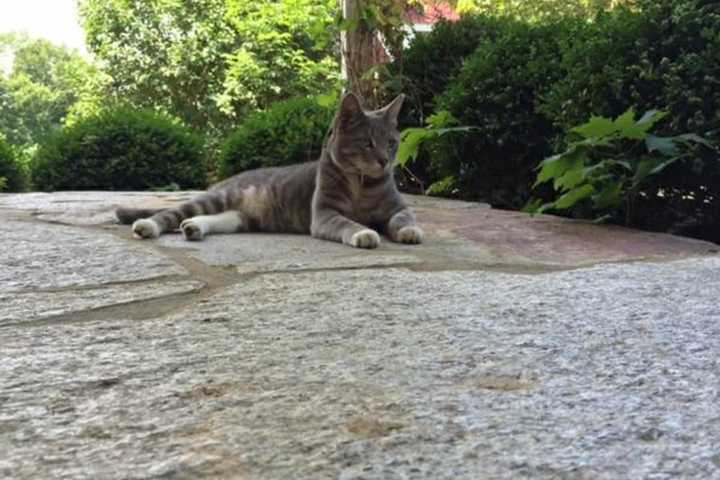 North Salem Pet Owners Looking For Lost Cat