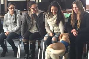 Therapy Dogs Visit Veterinary Students in Yorktown Heights