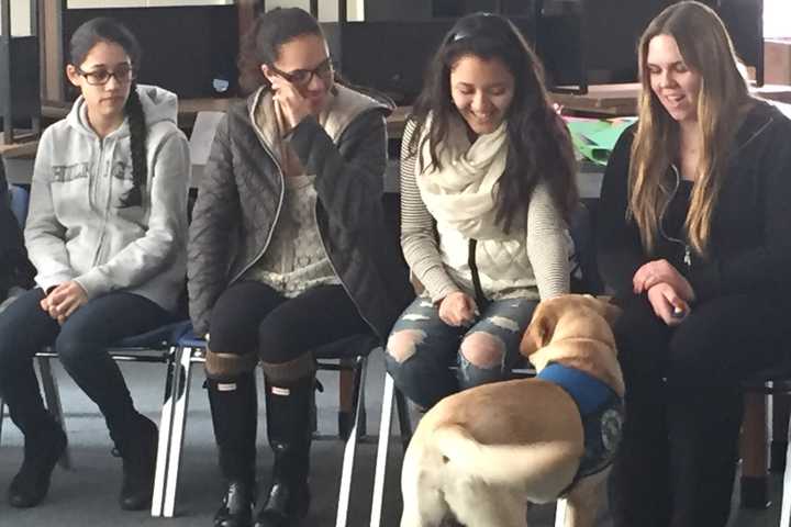 Therapy Dogs Visit Veterinary Students in Yorktown Heights