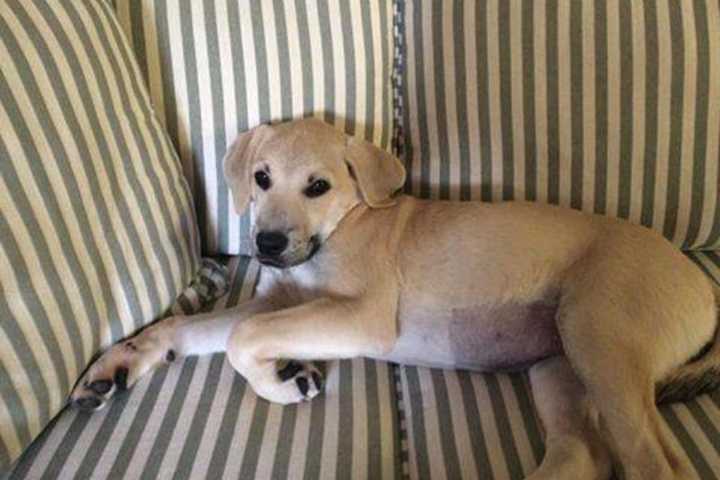 Have You Seen This Puppy? Bedford Hills Family Seeks Help Finding Lost Pet