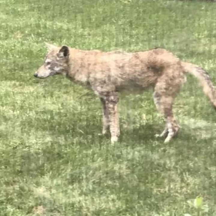 A coyote was spotted making the rounds in New Rochelle.