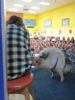 Large Pig Kicks Off Reading Program At Mohansic School
