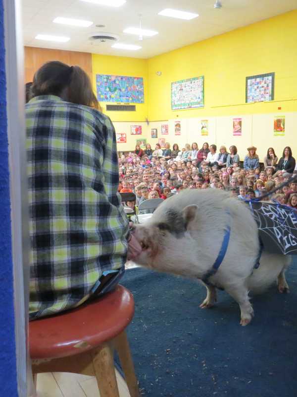 Large Pig Kicks Off Reading Program At Mohansic School