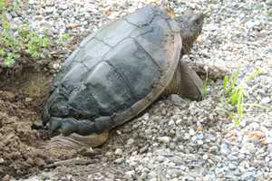 Allendale Motorists Slowing Down For Snapping Turtles