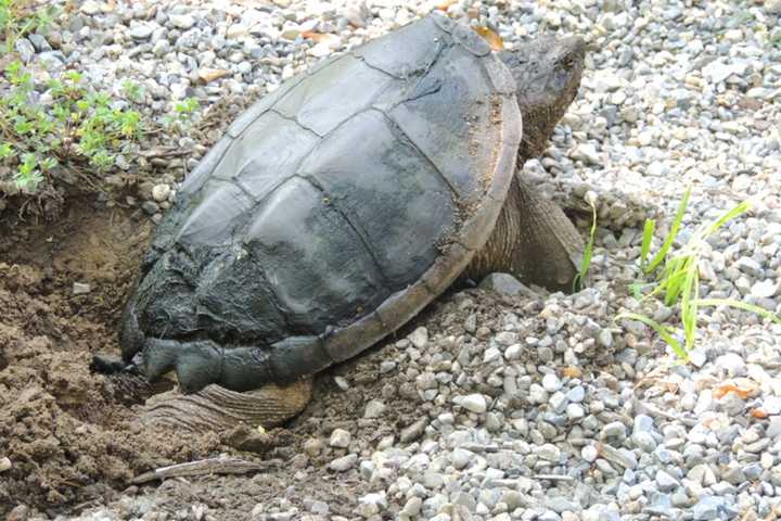 Allendale Motorists Slowing Down For Snapping Turtles