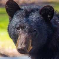 <p>Black bears are out and hungry.</p>