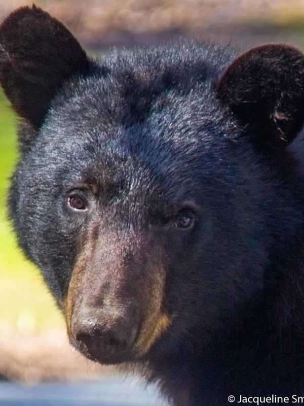 Bear Facts: Here's What To Know As Sightings Start Up Again