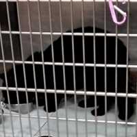 Cat Found On Streets Tests Positive For Rabies In Maryland: Health Officials