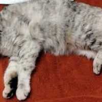 Cat Found On Streets Near Elementary School Positive For Rabies In Maryland: Health Officials