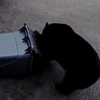 They're Back: Black Bear Spotted Off Route 22