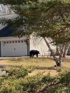 New Bear Sighting Reported, This One In Pawling