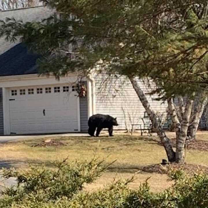 Another black bear visiting a neighborhood in Pawling.