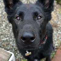 <p>Ajax was stolen out of his owner&#x27;s car.</p>