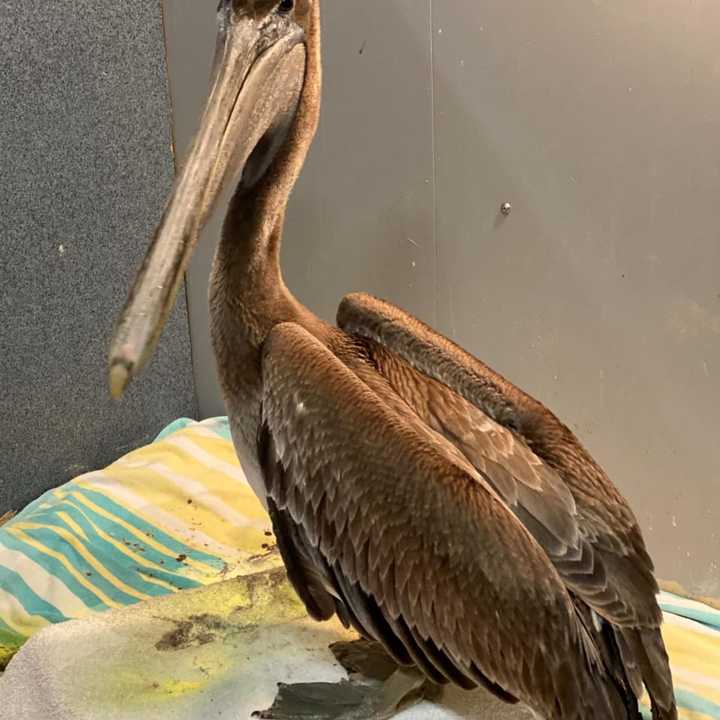 One of the young brown pelicans being cared for at the center.