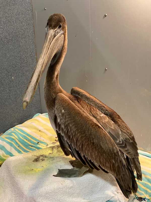 Pelicans Rescued In Montauk Could Soon Be On Their Way To Bask In Florida Sun