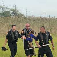 Dog Rescued After Being Stranded In Marsh On Long Island