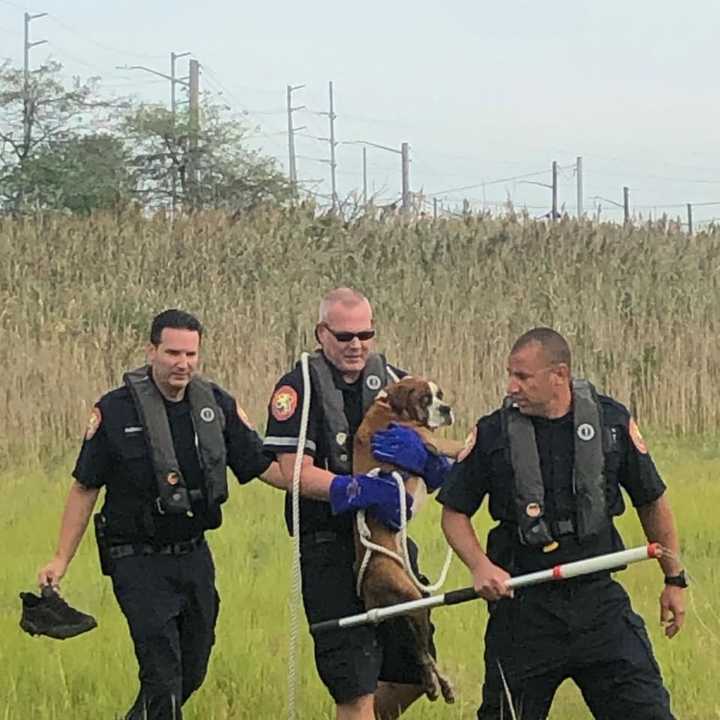 Nassau County Police officers came to the rescue of a dog that was stranded in a marsh in North Long Beach.