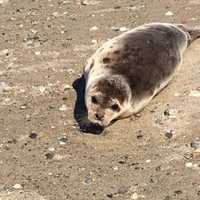 Dead Seal Recovered On Sandy Hook Beach In Middletown