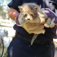 <p>Nassau County Police officers rescued a kitten that was trapped in a window well for two days.</p>