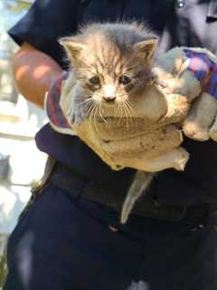 Kitten Rescued After Being Trapped In Window Well Of Long Island Home For Days