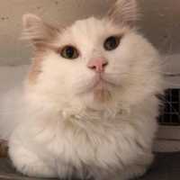 Need A New Best Friend? Westchester SPCA Highlights Pets Of Week