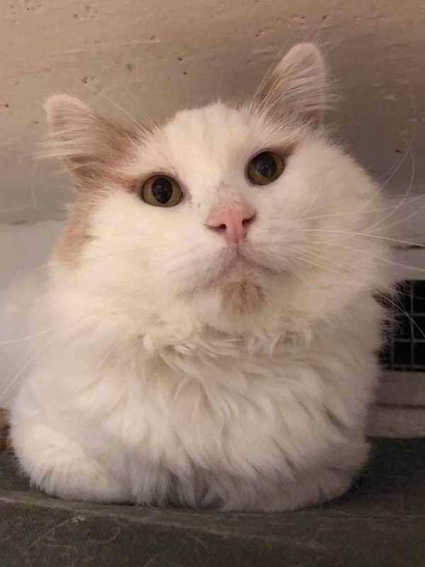 Need A New Best Friend? Westchester SPCA Highlights Pets Of Week