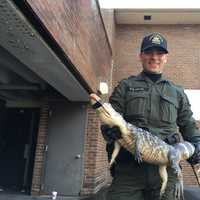 Alligator Found Near Bushes In Hudson Valley Park