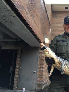 Alligator Found Near Bushes In Hudson Valley Park