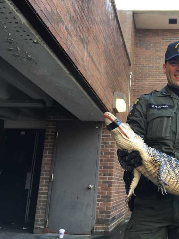 Alligator Found Near Bushes In Area Park