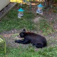 <p>A bear was spotted making the rounds in a Dutchess County backyard.</p>