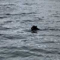 Photos: Fisherman Recounts Close Encounter With Black Bear In Candlewood Lake