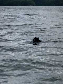 Photos: Fisherman Recounts Close Encounter With Black Bear In Candlewood Lake