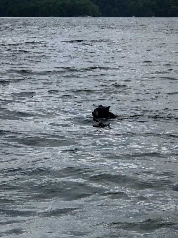 Photos: Fisherman Recounts Close Encounter With Black Bear In Candlewood Lake