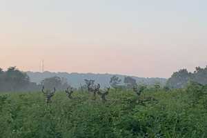 The Bucks Stop Here: Photo Shows Five Of Them Together In Hudson Valley