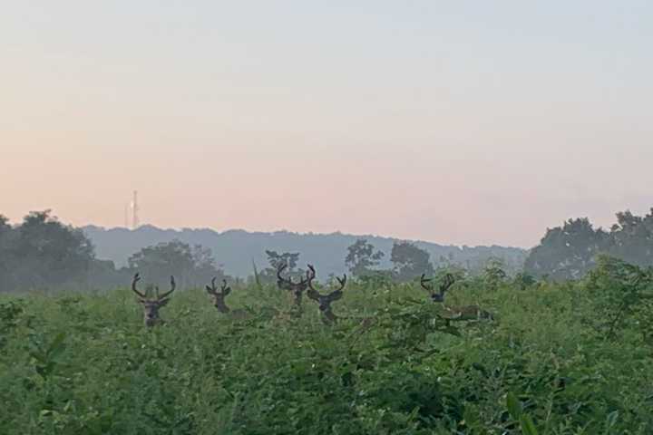 The Bucks Stop Here: Photo Shows Five Of Them Together In Area