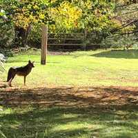 'Strange Coyotes' Spotted In Northern Westchester: Find Out When, Where