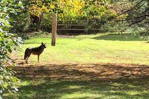 'Strange Coyotes' Spotted In Northern Westchester: Find Out When, Where