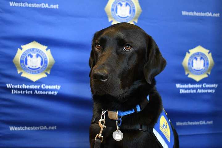 Westchester County DA Introduces First Facility Dog