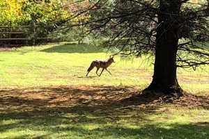 Cop Honored For Saving 5-Year-Old From Coyote Attack In Irvington