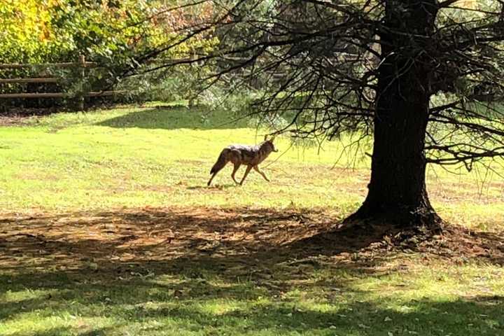 Look Who's Back: New Coyote Sighting Reported At This Westchester Locale