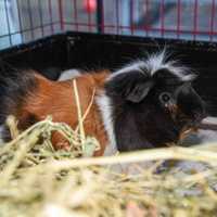 <p>Shaggy is half of a bonded pair of guinea pigs available for adoption at MSCPA-Angell.</p>