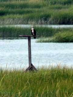 Naturalist Will Speak In Lyndhurst On How To Help Migratory Birds 