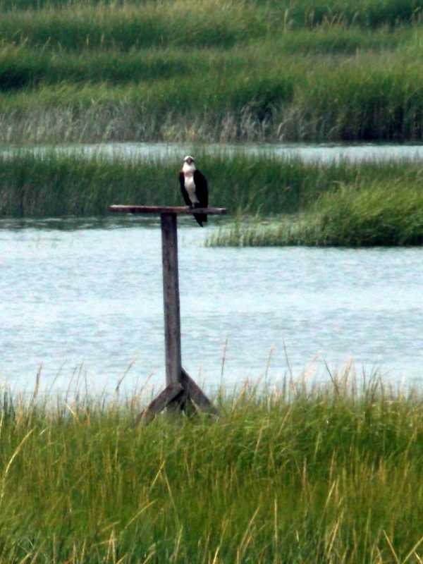 Naturalist Will Speak In Lyndhurst On How To Help Migratory Birds 