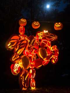 Dates Added For Croton Staple Great Jack O'Lantern Blaze
