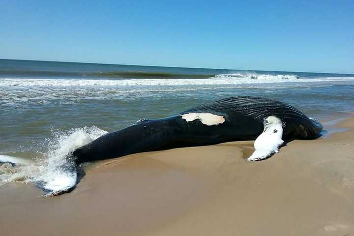 Massive Dead Whale Found On Long Island Shore