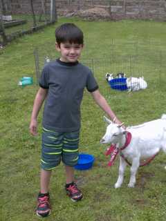 Yorktown Child Makes Friends With Goat