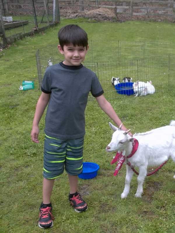 Yorktown Child Makes Friends With Goat