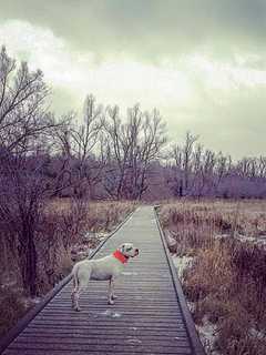 Cliffside Park Animal Shelter Joins ResQwalk Mobile App